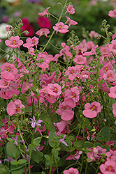 Romeo Pink Twinspur (Diascia 'Romeo Pink') at A Very Successful Garden Center