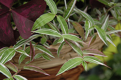 Variegated Basket Grass (Oplismenus hirtellus 'Variegatus') at Lakeshore Garden Centres