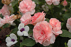 Fiesta Ole Peach Double Impatiens (Impatiens 'Fiesta Ole Peach') at Lakeshore Garden Centres
