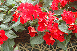 Spellbound Dark Red Impatiens (Impatiens 'Spellbound Dark Red') at Lakeshore Garden Centres