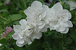Double Wave White Petunia (Petunia 'Double Wave White') at Lakeshore Garden Centres