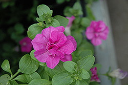 Double Wave Lavender Petunia (Petunia 'Double Wave Lavender') at Lakeshore Garden Centres