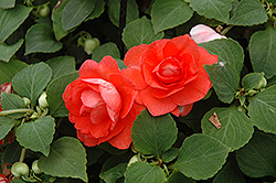 Fiesta Ole Salmon Double Impatiens (Impatiens 'Fiesta Ole Salmon') at Lakeshore Garden Centres