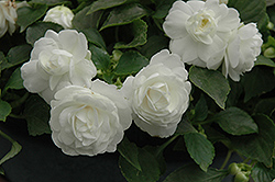 Fiesta Ole Frost Double Impatiens (Impatiens 'Fiesta Ole Frost') at Lakeshore Garden Centres