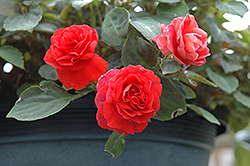Fiesta Ole Deep Orange Double Impatiens (Impatiens 'Balfiedeor') at Lakeshore Garden Centres