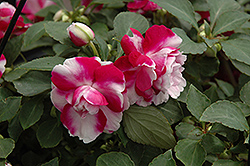 Fiesta Ole Purple Stripe Double Impatiens (Impatiens 'Fiesta Ole Purple Stripe') at Lakeshore Garden Centres