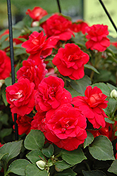 Fiesta Ole Cherry Double Impatiens (Impatiens 'Fiesta Ole Cherry') at Lakeshore Garden Centres