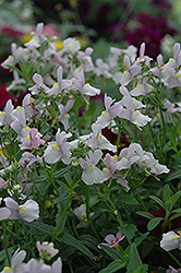 Confection Pink Nemesia (Nemesia 'Confection Pink') at Lakeshore Garden Centres