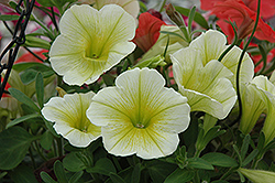 Potunia Yellow Petunia (Petunia 'Potunia Yellow') at Lakeshore Garden Centres