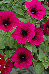 Surprise Cardinal Vein Petunia (Petunia 'Surprise Cardinal Vein') at Lakeshore Garden Centres
