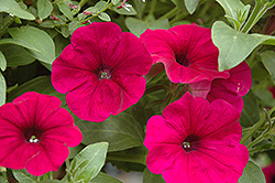 Sanguna Purple Petunia (Petunia 'Sanguna Purple') at Lakeshore Garden Centres