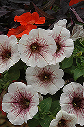 Potunia Blackberry Ice Petunia (Petunia 'Potunia Blackberry Ice') at Lakeshore Garden Centres