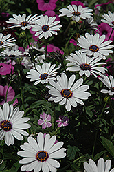 Soprano White African Daisy (Osteospermum 'Soprano White') at Lakeshore Garden Centres
