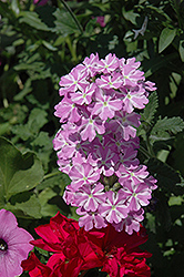 Lanai Purple Rain Mix Verbena (Verbena 'Lanai Purple Rain Mix') at Lakeshore Garden Centres