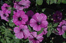 Sanguna Lavender Vein Petunia (Petunia 'Sanguna Lavender Vein') at Lakeshore Garden Centres