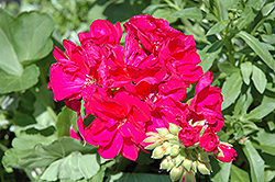 Designer Violet Geranium (Pelargonium 'Designer Violet') at Lakeshore Garden Centres