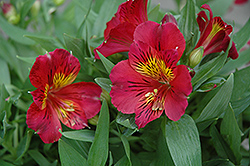 Oxana Princess Lilies Alstroemeria (Alstroemeria 'Staprioxa') at Lakeshore Garden Centres