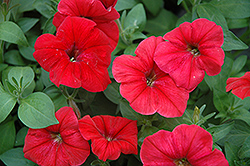 Hurrah Red Petunia (Petunia 'Hurrah Red') at Lakeshore Garden Centres