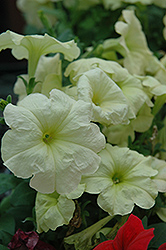 Hurrah Yellow Petunia (Petunia 'Hurrah Yellow') at Lakeshore Garden Centres