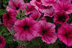 Hurrah Plum Petunia (Petunia 'Hurrah Plum') at Lakeshore Garden Centres