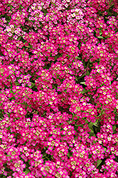 Wonderland Deep Rose Alyssum (Lobularia maritima 'Wonderland Deep Rose') at Lakeshore Garden Centres