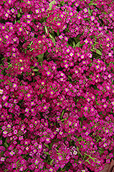 Wonderland Purple Alyssum (Lobularia maritima 'Wonderland Purple') at Lakeshore Garden Centres