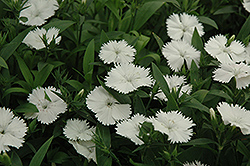 Elation White Pinks (Dianthus 'Elation White') at Lakeshore Garden Centres
