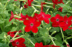 Saratoga Deep Rose Flowering Tobacco (Nicotiana 'Saratoga Deep Rose') at Lakeshore Garden Centres