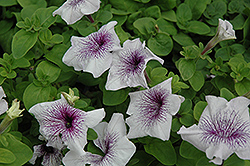 Bravo Silver Vein Petunia (Petunia 'Bravo Silver Vein') at Lakeshore Garden Centres