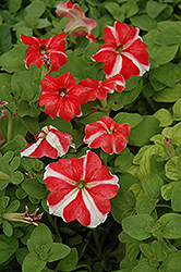 Ultra Red Star Petunia (Petunia 'Ultra Red Star') at The Mustard Seed