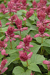 Vista Lavender Salvia (Salvia 'Vista Lavender') at Lakeshore Garden Centres