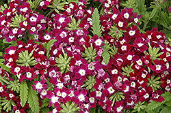Obsession Burgundy With Eye Verbena (Verbena 'Obsession Burgundy With Eye') at Lakeshore Garden Centres