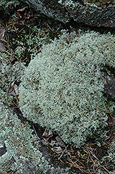 Reindeer Moss (Cladina rangiferina) at Lakeshore Garden Centres