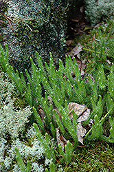 Ribbed Bog Moss (Aulacomnium palustre) at Lakeshore Garden Centres
