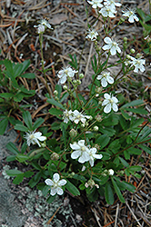 Three Toothed Potentilla (Potentilla tridentata) at Lakeshore Garden Centres