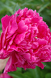 My Pal Rudy Peony (Paeonia 'My Pal Rudy') at Lakeshore Garden Centres