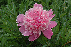Modeste Guerin Peony (Paeonia 'Modeste Guerin') at Lakeshore Garden Centres