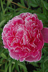 Marechal Vaillant Peony (Paeonia 'Marechal Vaillant') at Lakeshore Garden Centres
