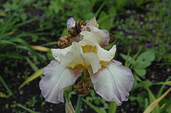 Fiction Iris (Iris 'Fiction') at Lakeshore Garden Centres