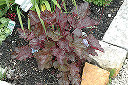 Midnight Claret Coral Bells (Heuchera 'Midnight Claret') at Lakeshore Garden Centres