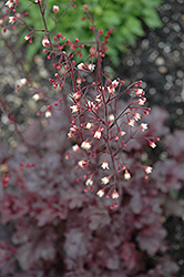 Quilter's Joy Coral Bells (Heuchera 'Quilter's Joy') at Lakeshore Garden Centres