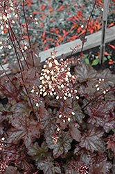 Midnight Bayou Coral Bells (Heuchera 'Midnight Bayou') at Lakeshore Garden Centres