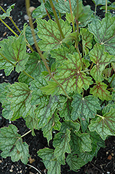 Eco Magnifolia Coral Bells (Heuchera americana 'Eco Magnifolia') at Lakeshore Garden Centres