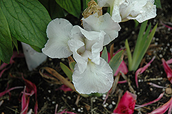 Early Frost Iris (Iris 'Early Frost') at Lakeshore Garden Centres