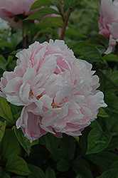 Athelstane Peony (Paeonia 'Athelstane') at Lakeshore Garden Centres