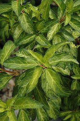 Minigold Forsythia (Forsythia x intermedia 'Flojor') at Green Thumb Garden Centre
