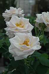 Pretty Lady Rose (Rosa 'SCRivo') at Lakeshore Garden Centres