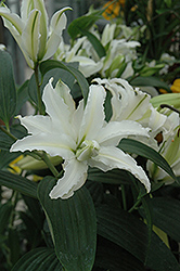 Lodewijk Lily (Lilium 'Lodewijk') at Lakeshore Garden Centres