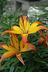 Cancun Lily (Lilium 'Cancun') at Lakeshore Garden Centres