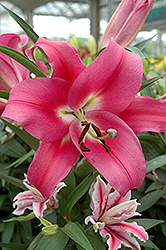 Robina Lily (Lilium 'Robina') at Lakeshore Garden Centres